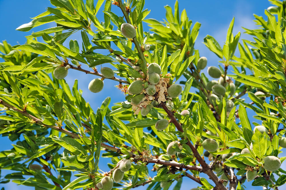 Almond tree 2