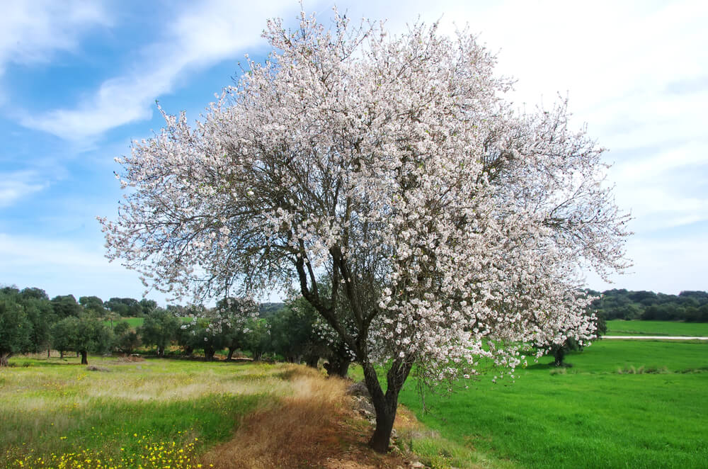 Almond tree in green field at Portugal