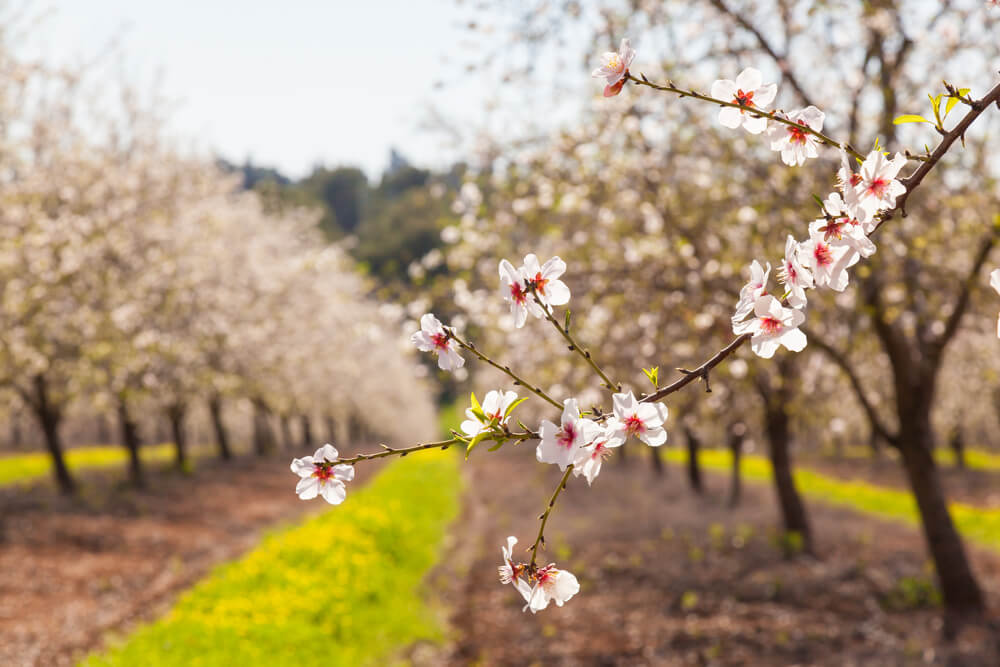 Beautiful almond tree flowers in the spring