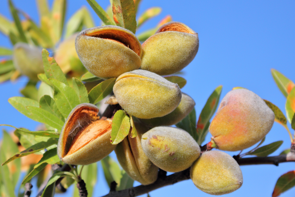 how are almonds harvested