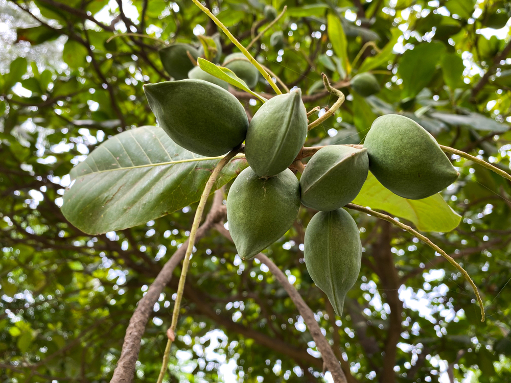 almond bush or tree